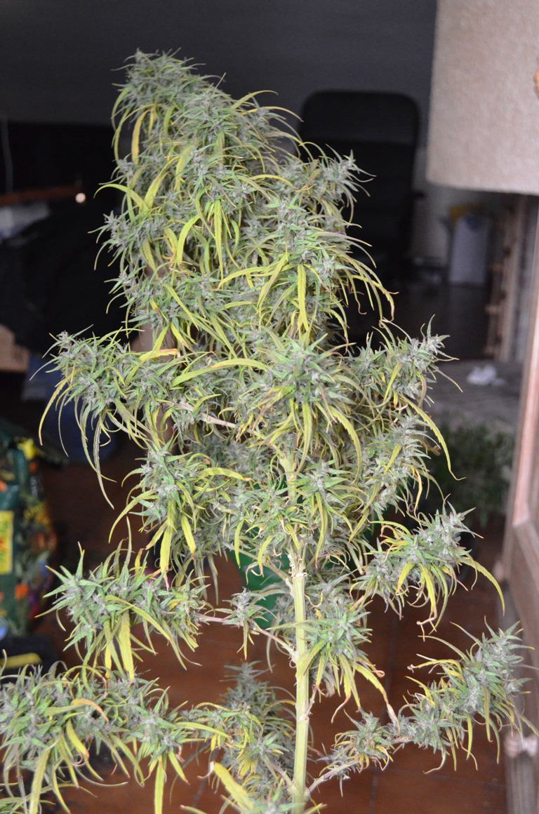 Marihuana Sativa congolesa, Old Congo de Tropical Seeds