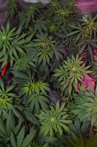Cultiu de marihuana sota làmpades