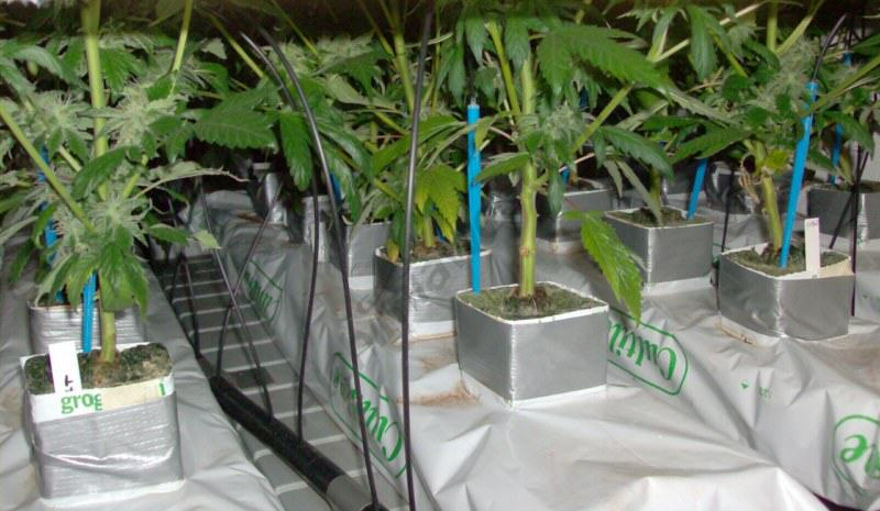 Plantes de marihuana en Slabs de llana de roca