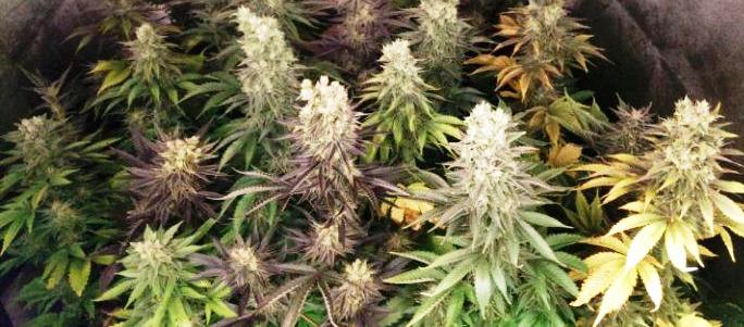 Plantes de marihuana cultivades en interior