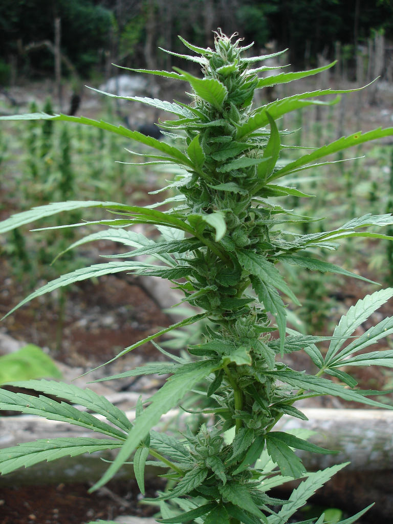 Bluebery a Jamaica - font foto: cannabisculture.com