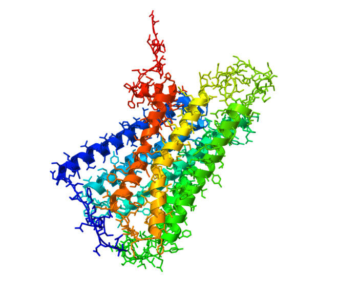 El mircè potència l'absorció de cannabinoides per part dels receptors cannabinoides (Imatge: estructura de CB1, Dr.Lee)