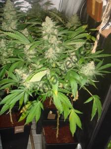 Marihuana AK-47 del banc Serious Seeds