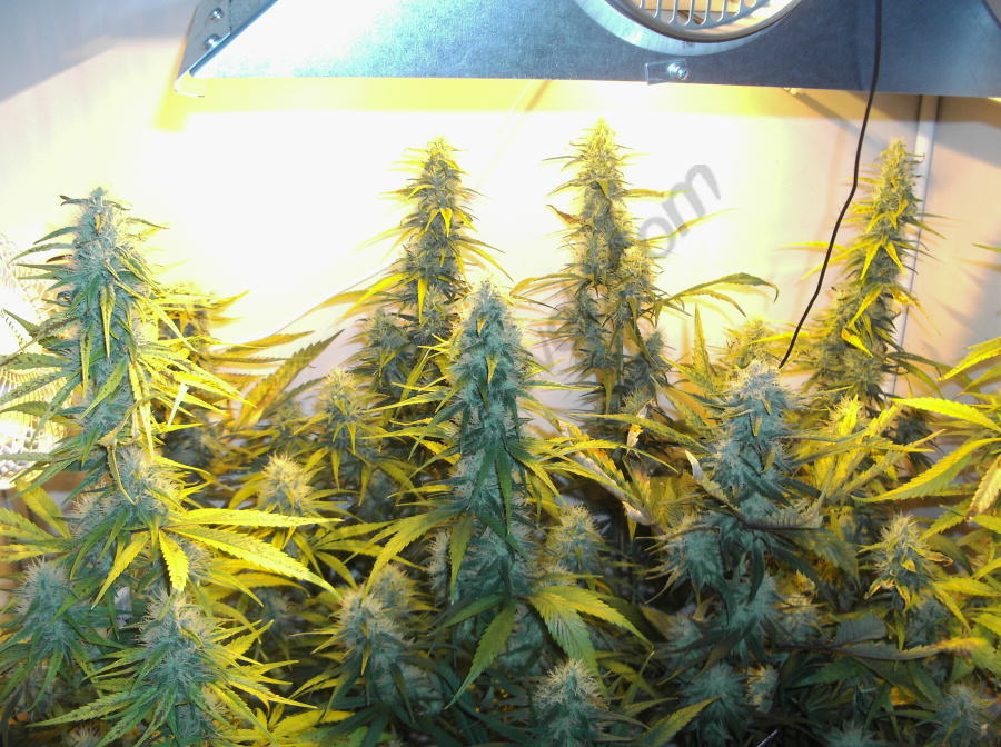 Plantes Super Silver Haze en un cultiu Indoor