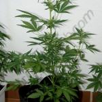 Flash Babylon en Smart pot - ·era setmana floració