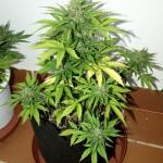 Royal Cheese Auto en Spart pot de 18L
