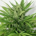Apex Royal Cheese Auto en 11L