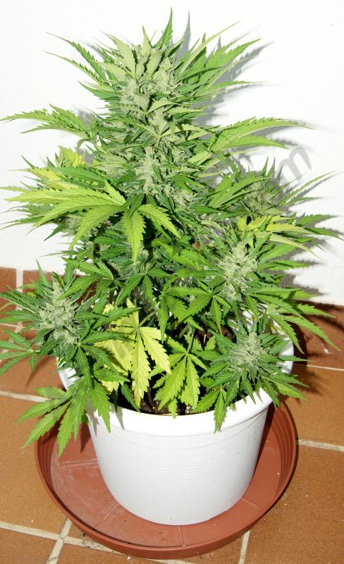 Royal Cheese Auto pot 11L
