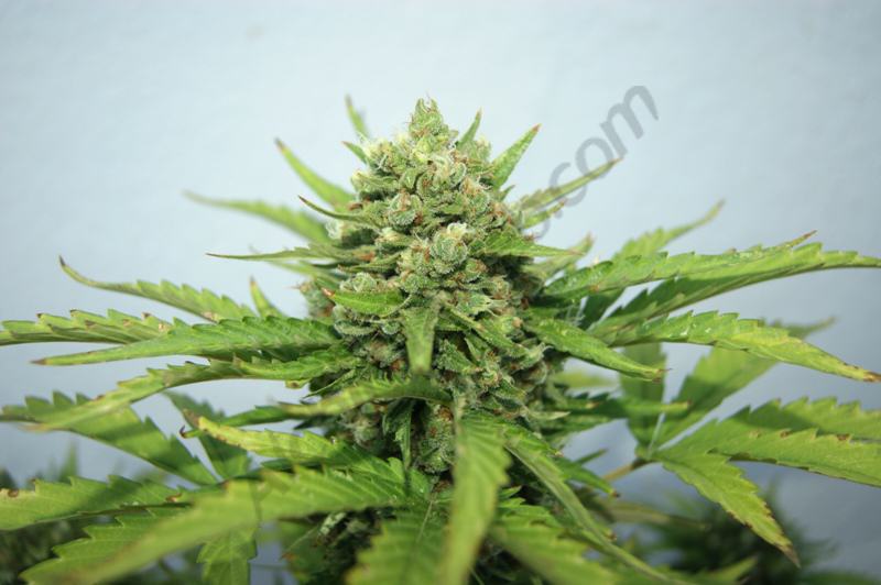 Macro àpex Royal Cheese Auto