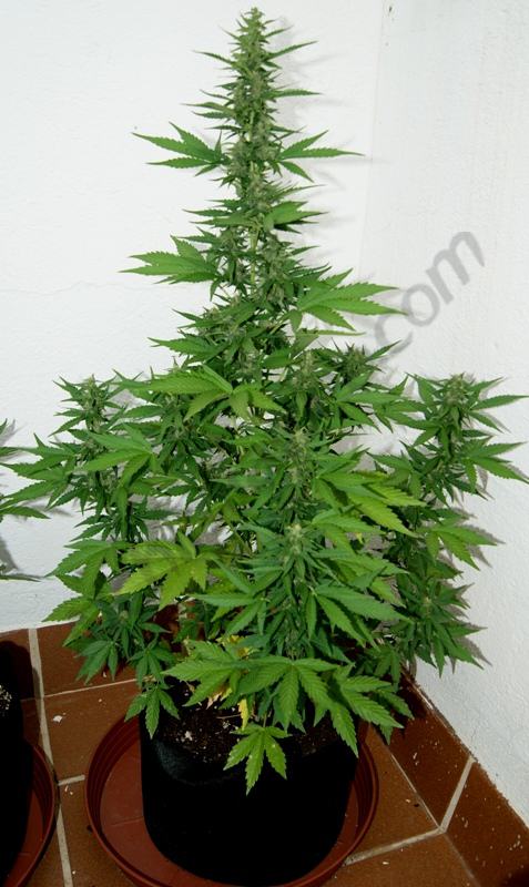 Flash Babylon 11L - 5èna setmana floració