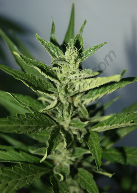 Flash Babylon. Smart pot 11L