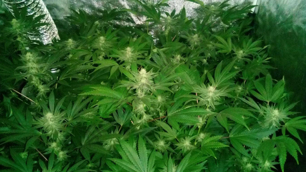 Plantes de cànnabis cultivades en coco