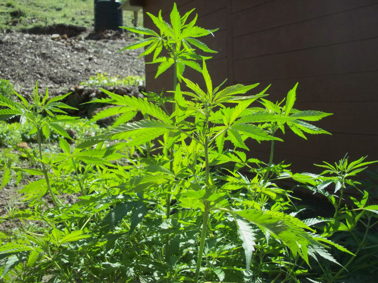 Planta de cànnabis començant la seva fase d'espigament