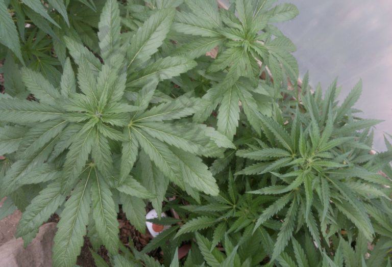 Trucs per evitar l'espigament (stretch) de les plantes de cànnabis