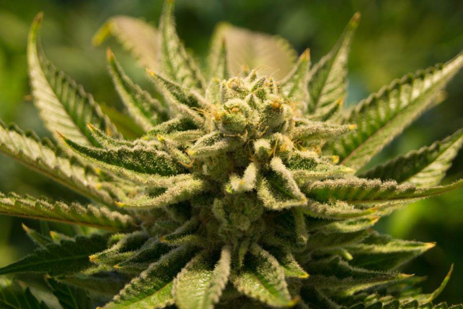 Existeixen varietats de cànnabis molt ràpides en florir