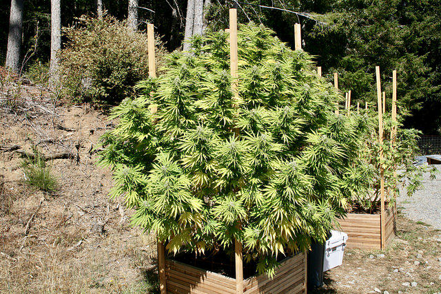 Una bella planta de cànnabis florint al Triangle Esmeralda (Foto: Brian Shamblen)