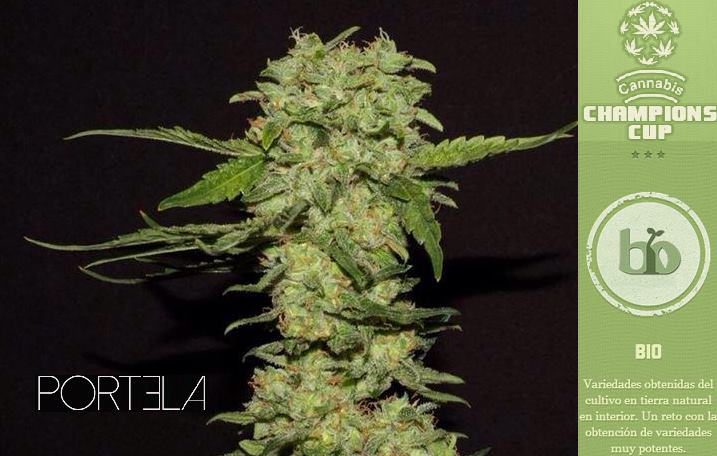 Portela va ser guardonada a la prestigiosa Cannabis Champions Cup a la Spannabis 2014