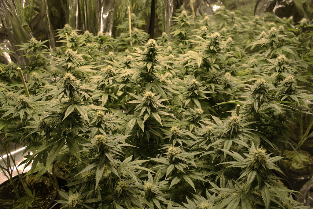 Marihuana en substrat terra en un cultiu d'interior
