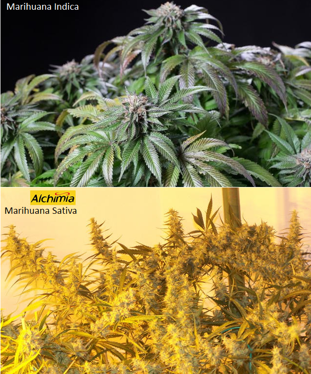 Marihuana índica vs sativa