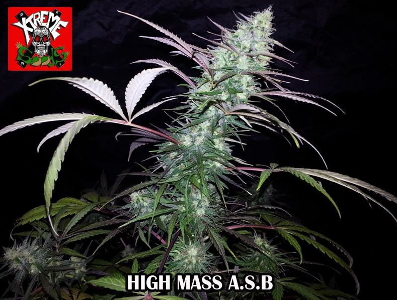 High Mass ASB - Xtreme Seeds