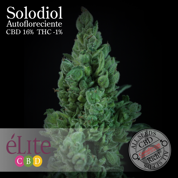 Solodiol Auto - Elite Seeds