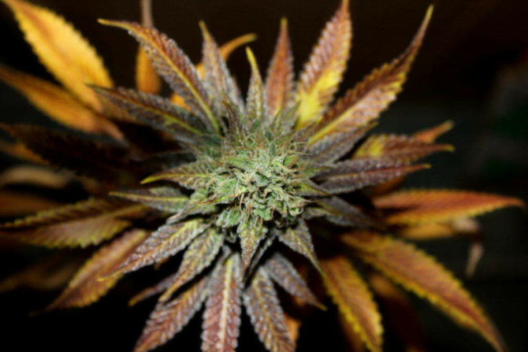 7 varietats de cànnabis resistents a la humitat