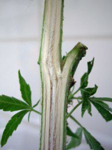 Secció d'una tija de cànnabis