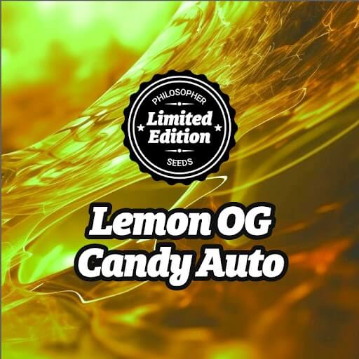 Lemon OG Candy Auto de Philosopher Seeds et sorprendrà per la seva qualitat i generosa collita
