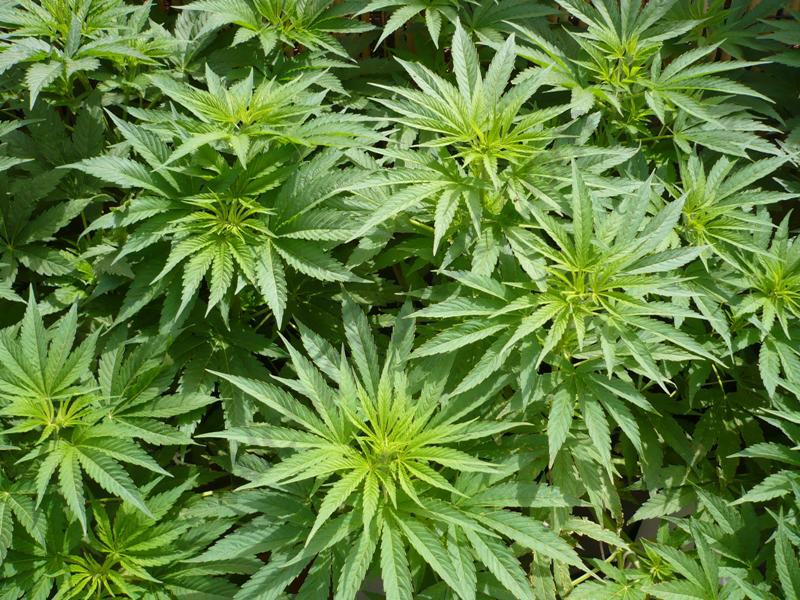 Plantes de marihuana en creixement