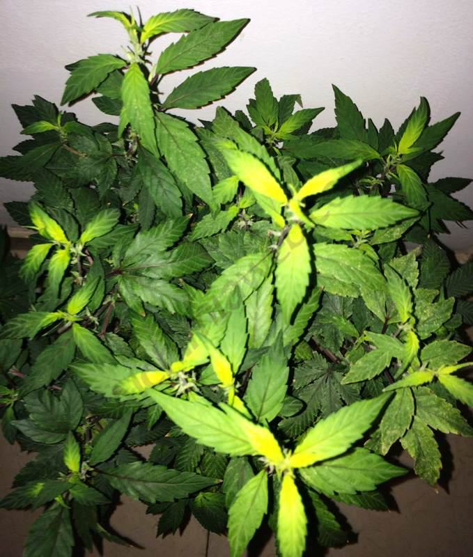 Planta de marihuana després de 2 dies sense llum