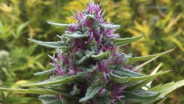 5 varietats de Cànnabis amb olors discrets