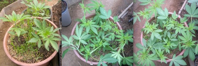 3 plantes Autoflorescents en un mateix test amb un guiat del creixement