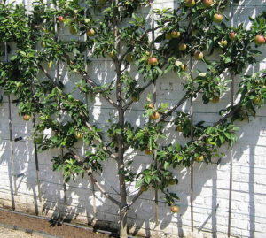 Cultiu d'un arbre fruiter en espatllera