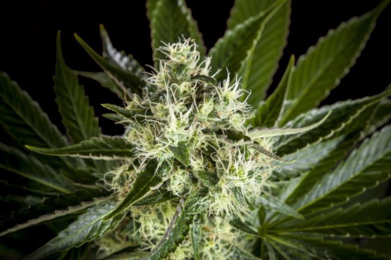 Panakeia, nova varietat de Cànnabis sense THC i rica en CBG
