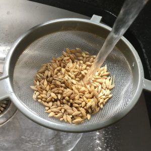 Rentem les llavors amb abundant aigua. Les col·loquem en un colador fi i les rentem perquè es desprenguin de pols, brutícia i d'àcid abscísic, un fito-hormona que inhibeix el creixement de les plantes.