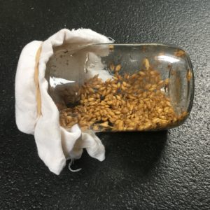 Després d'un mínim de 8 hores en remull, colem les llavors i tornem a esbandir. Les fiquem al pot (humides), que tapem amb la gasa per formatge i la goma elàstica. Deixem el pot en posició horitzontal.