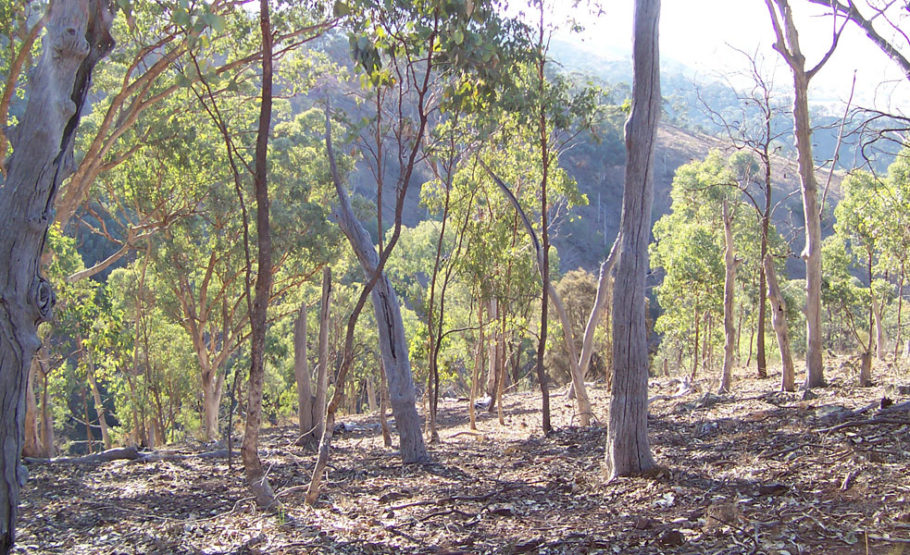 L'eucaliptus exerceix una potent acció inhibidora de la germinació d'altres plantes