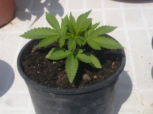 Planta de cànnabis trasplantada en el seu 1er test