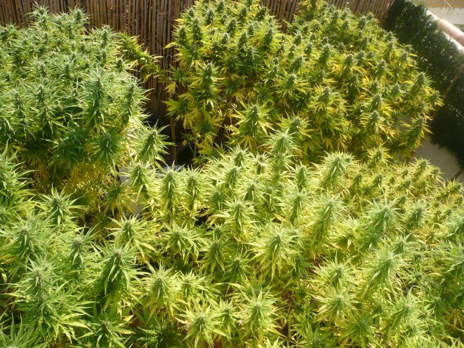Plantes de marihuana a punt de collir
