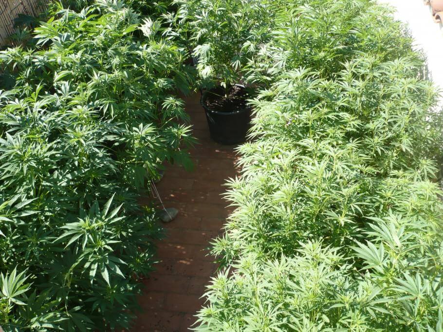Cultiu de marihuana a mitjans de juliol