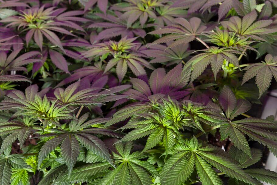 Com seleccionar una planta de cànnabis