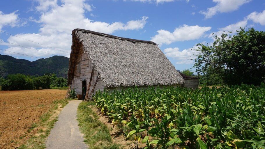 En moltes zones del Carib es cultiva un tabac de 1era qualitat