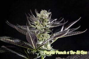 Purple Punch x Do-Si-Dos de Philosopher Seeds