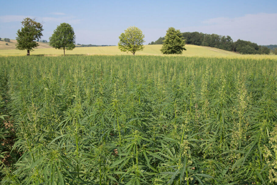 Al cultivar grans extensions de cànnabis cal ser especialment curós