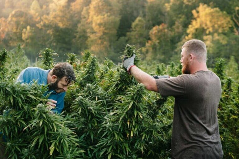Cultiu de cànnabis sostenible