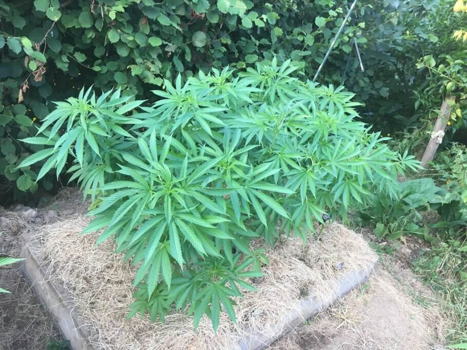 Podem conrear cànnabis en llits de jardí elevats