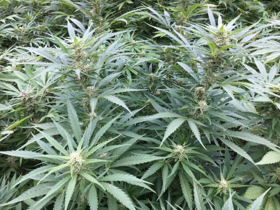 El CBD no només pot obtenir-se de la planta de cànnabis
