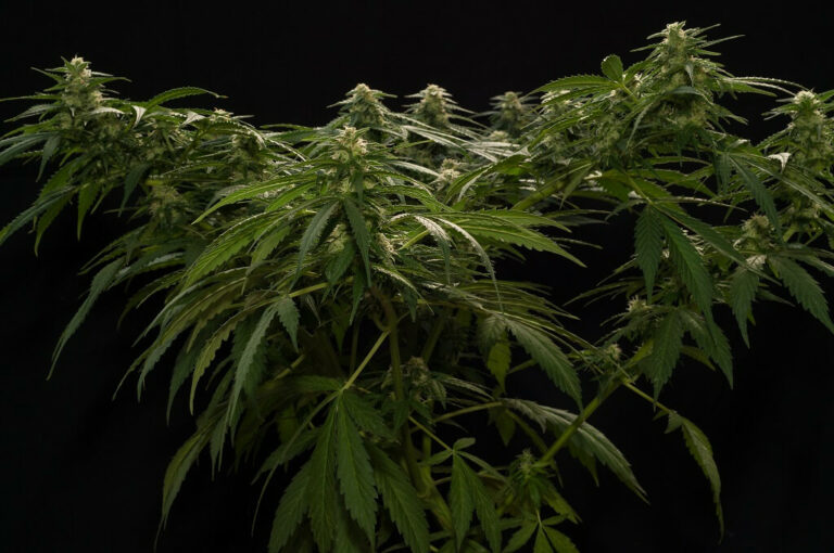 Cultiu de cànnabis i supercropping