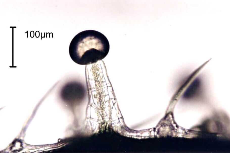 Aquesta imatge mostra un tricoma glandular de cànnabis flanquejat per dos tricomes cistolítics similars a pèls (Potter 2009 PhD, King's College London)