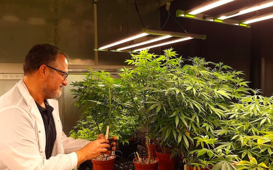 La startup israeliana CanBreed ha arribat a un acord de llicència per utilitzar eines d'edició genètica per proporcionar als cultivadors de cànnabis llavors millorades (per a estabilitat i resistència a malalties)